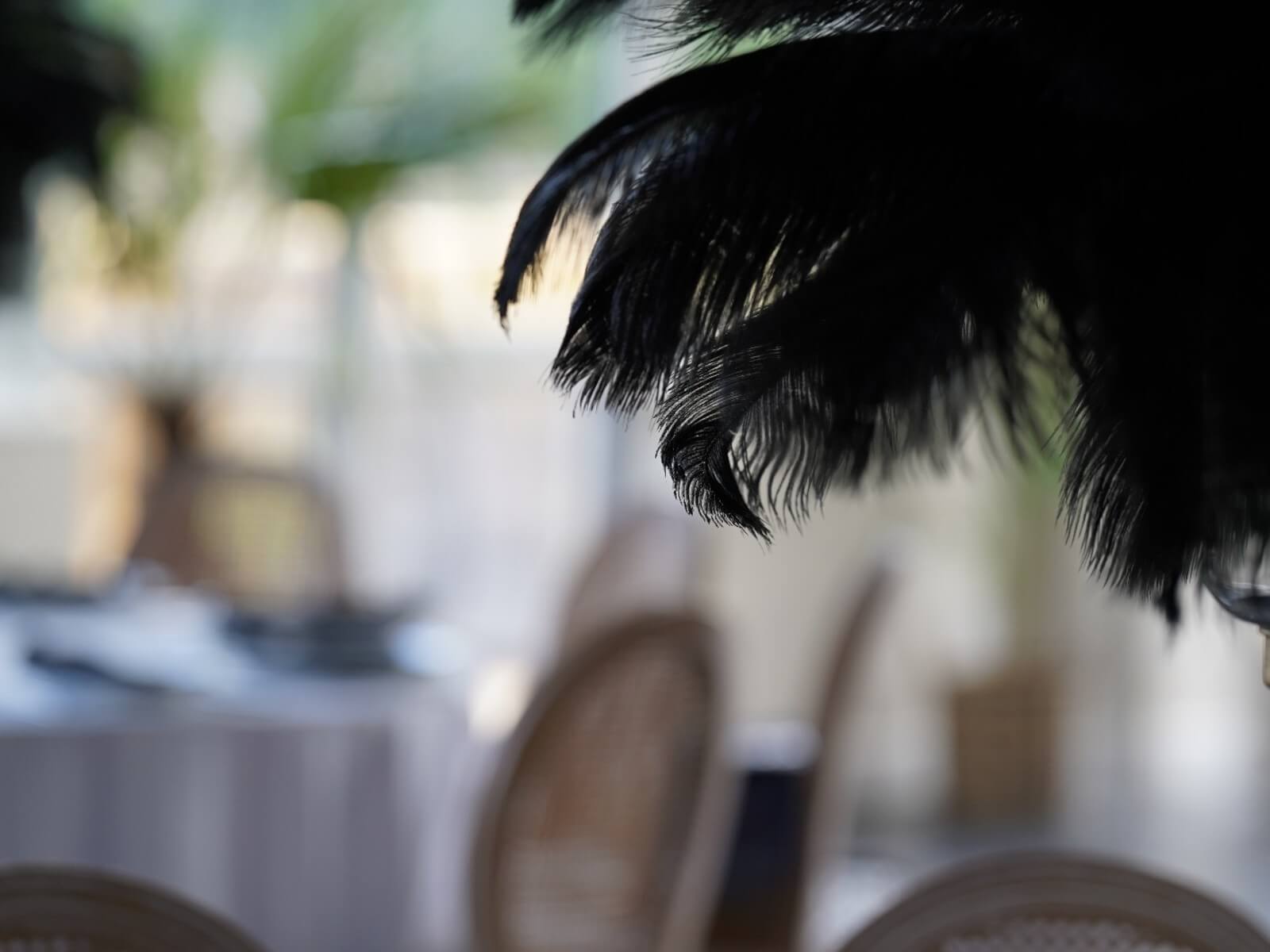 Close-up of curved black ostrich feathers against a light dining-room background