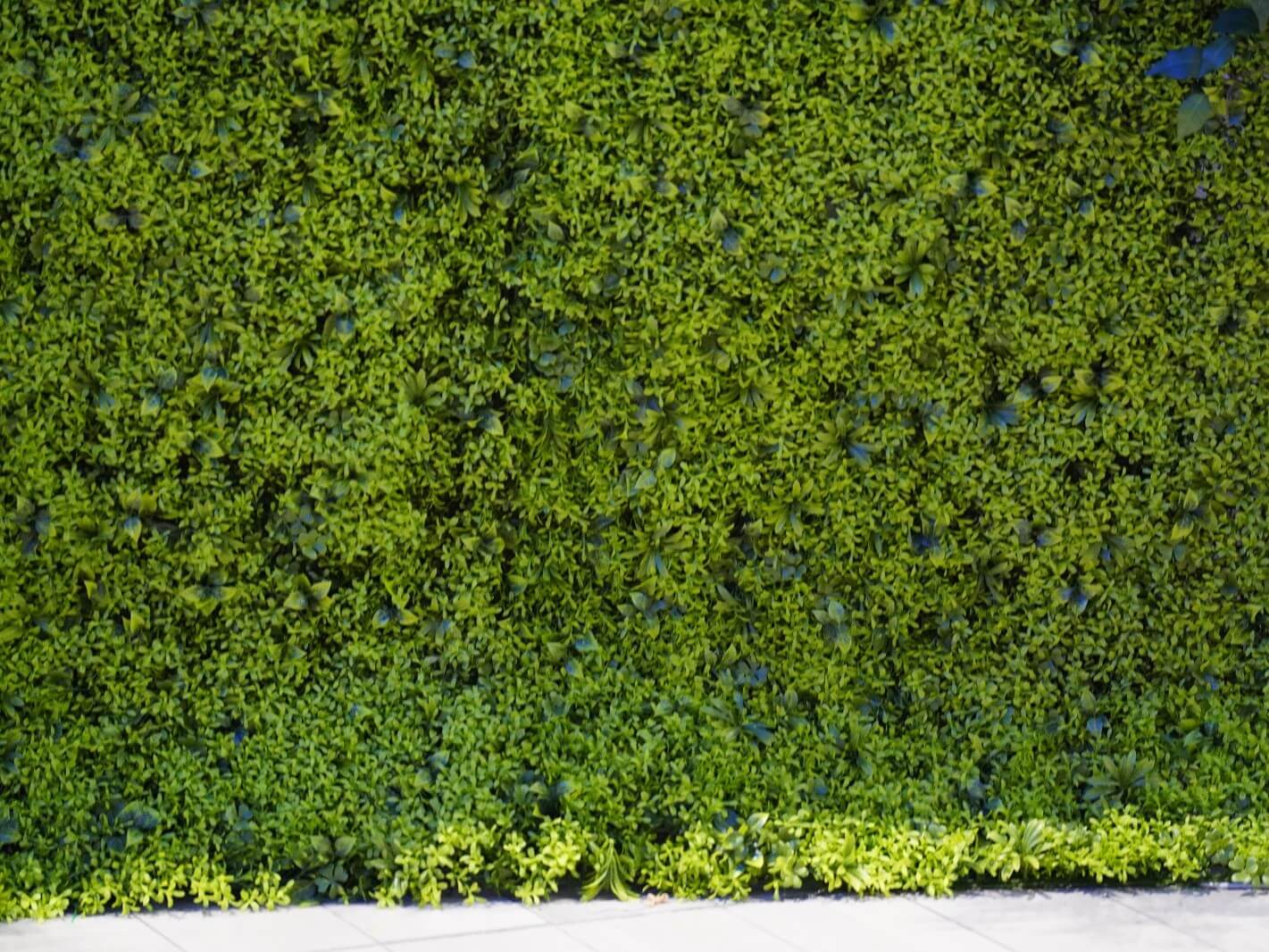Foliage Wall Hire for Stylish Wedding and Event Backdrops - Image 9